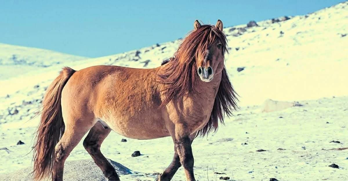 Гайхамшигт Монгол адуу